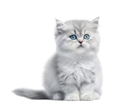 عکس گربه طوسی کیوت