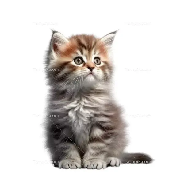 عکس گربه طوسی کیوت