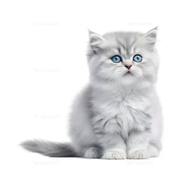 عکس گربه طوسی کوچولو