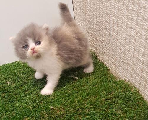 عکس گربه طوسی کوچولو