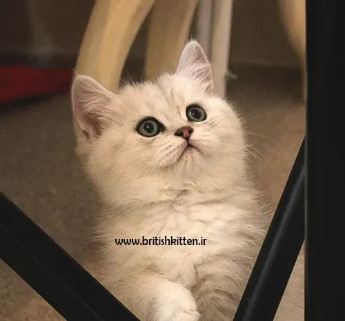 عکس گربه طوسی رنگ