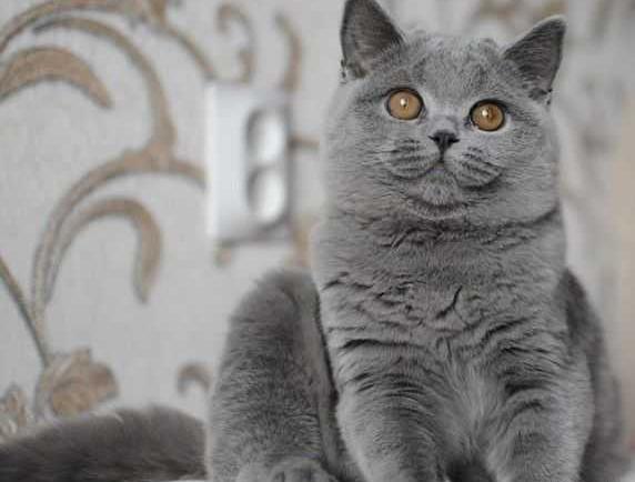 عکس گربه طوسی پشمالو