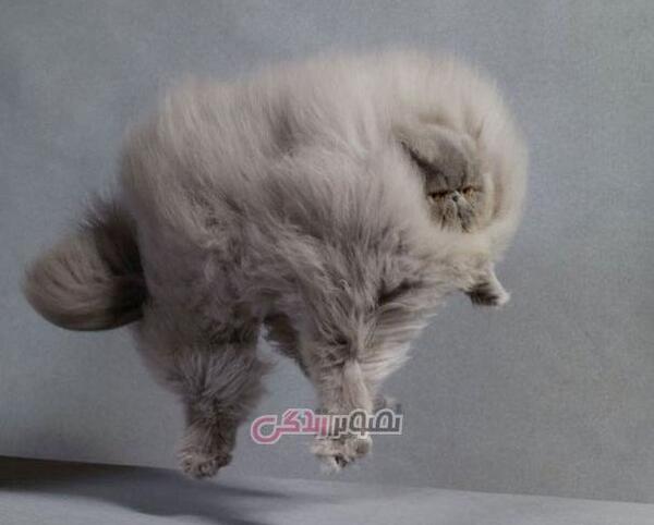 عکس گربه طوسی پشمالو