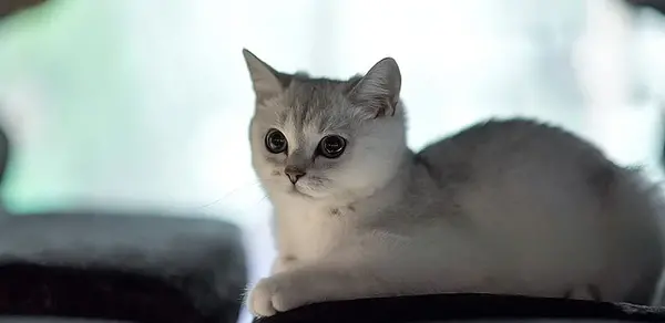 عکس گربه های طوسی
