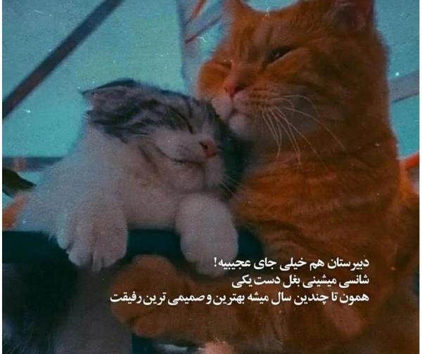 عکس گربه طنز برای پروفایل
