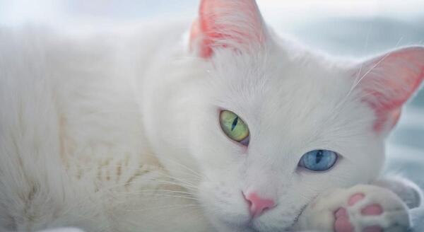 عکس گربه طلایی و سفید