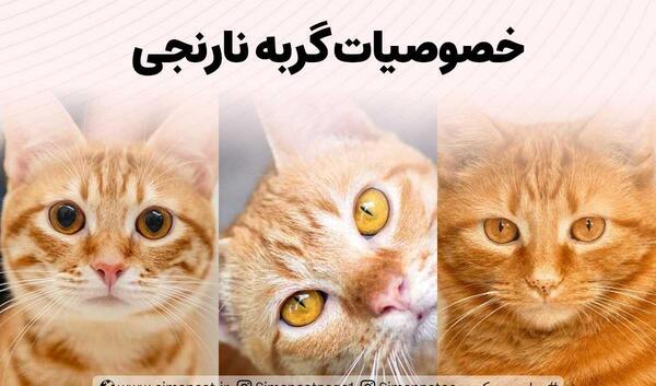 عکس گربه طلایی و سفید