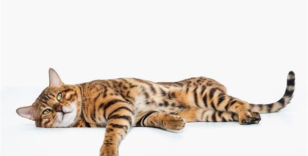 عکس گربه طلایی و سفید