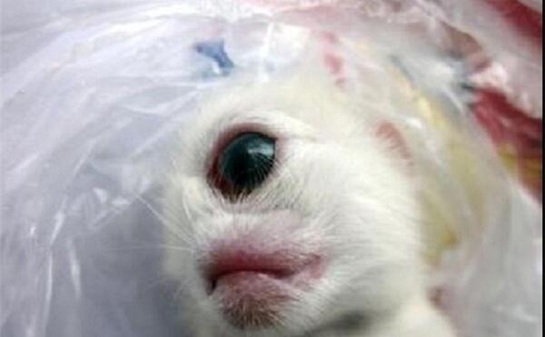 عکس گربه طلایی سفید