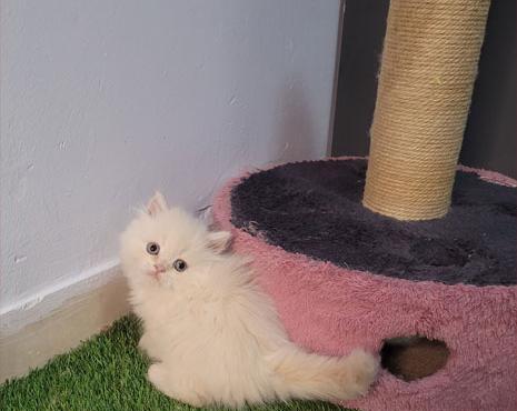 عکس بچه گربه طلایی
