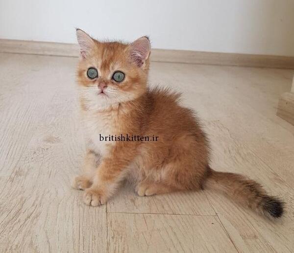 عکس بچه گربه طلایی