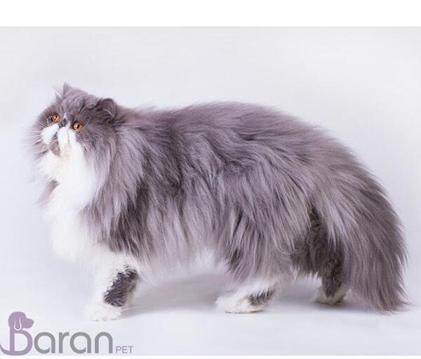 عکس گربه پرشین طلایی