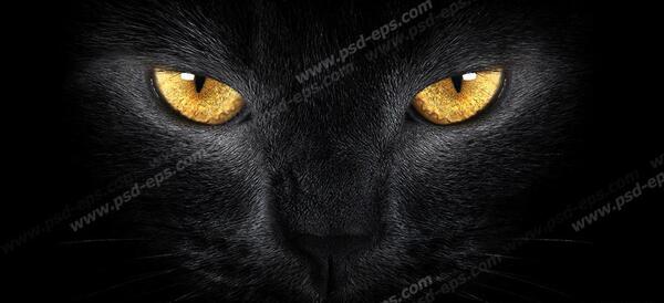 عکس گربه ی طلایی
