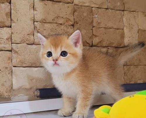 عکس گربه ی طلایی