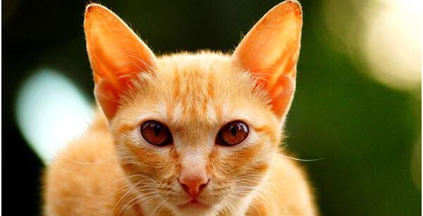 عکس گربه های طلایی