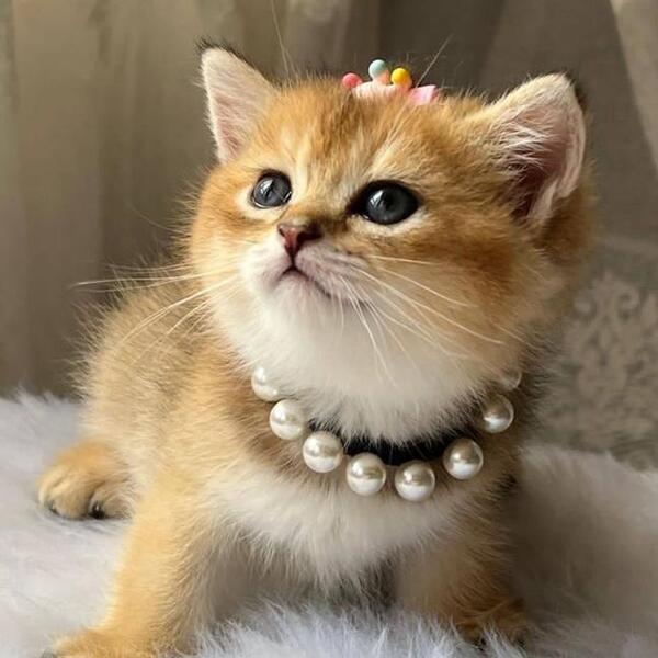 عکس گربه های طلایی