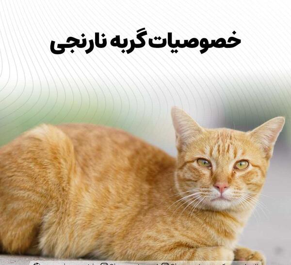 عکس گربه های طلایی