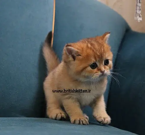 عکس گربه های طلایی