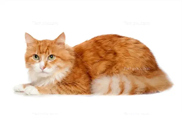 عکس گربه طبیعی خانگی