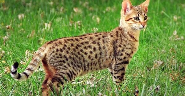 عکس از گربه طبیعی