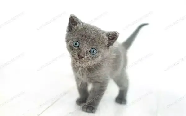 عکس بچه گربه طوسی سفید