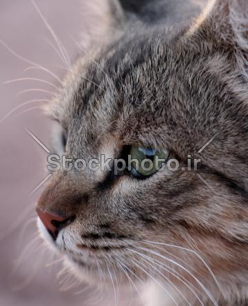 عکس گربه برای طراحی