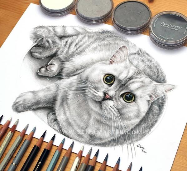 عکس گربه برای طراحی