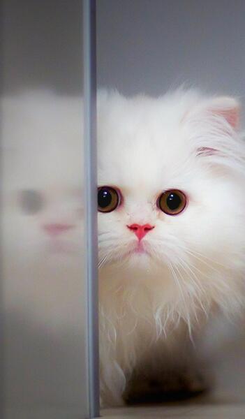 عکس گربه برای طرح زمینه