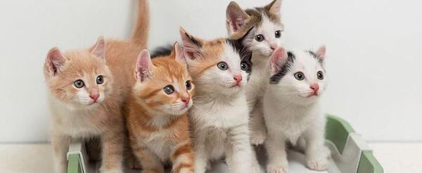 عکس ظرف دستشویی گربه