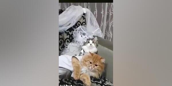 عکس گربه عروس شده