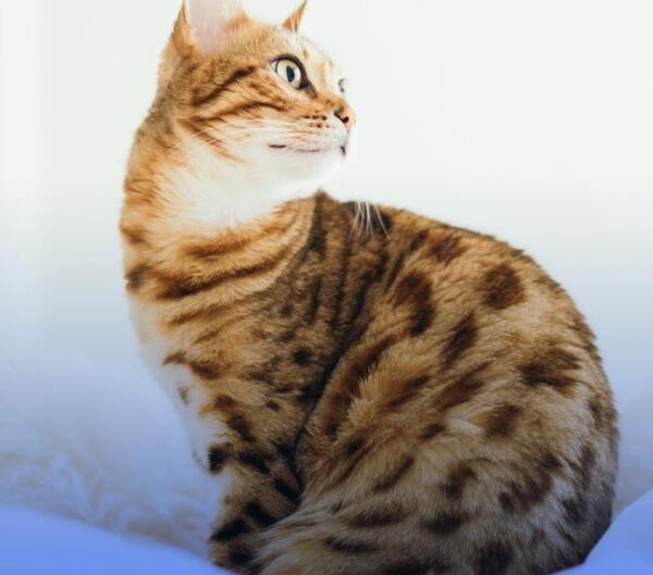 عکس گربه عروس شده