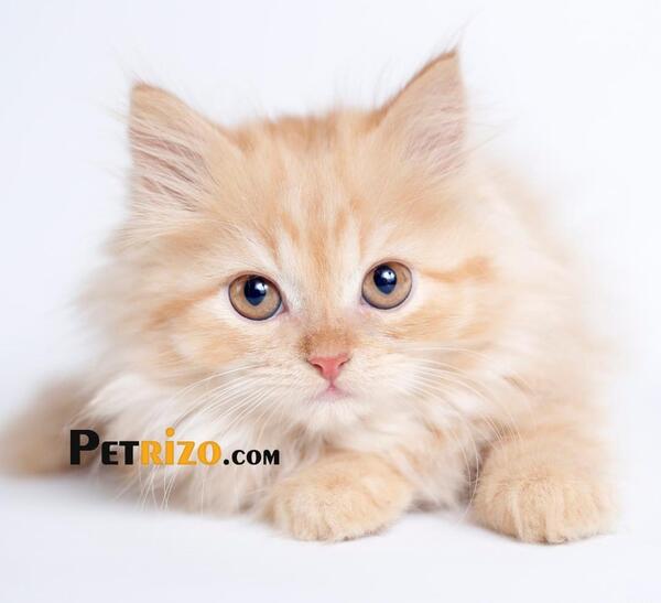عکس گربه پرشین عروسکی