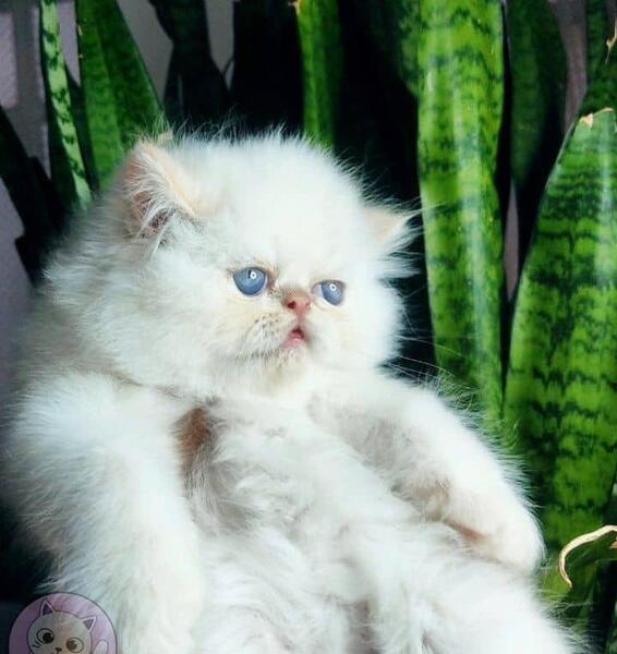 عکس گربه پرشین عروسکی