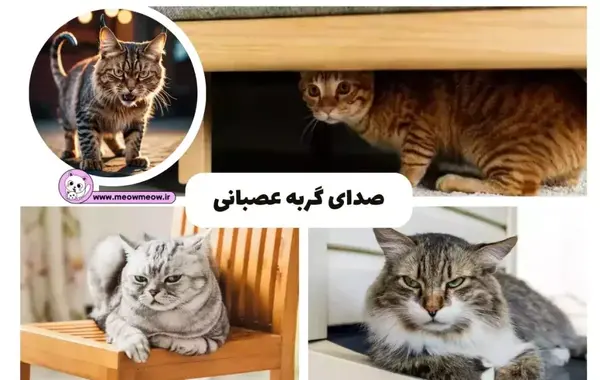 عکس گربه عصبانی کیوت
