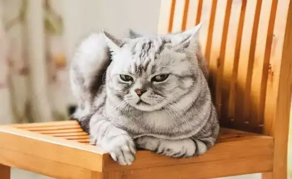 عکس گربه عصبانی کیوت