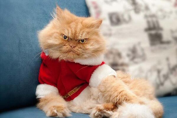 عکس گربه عصبانی کیوت