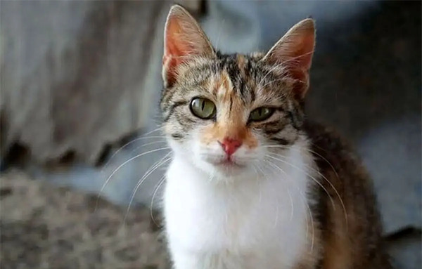 عکس گربه های عصبانی