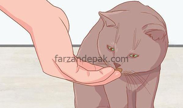 عکس گربه سیاه عصبانی