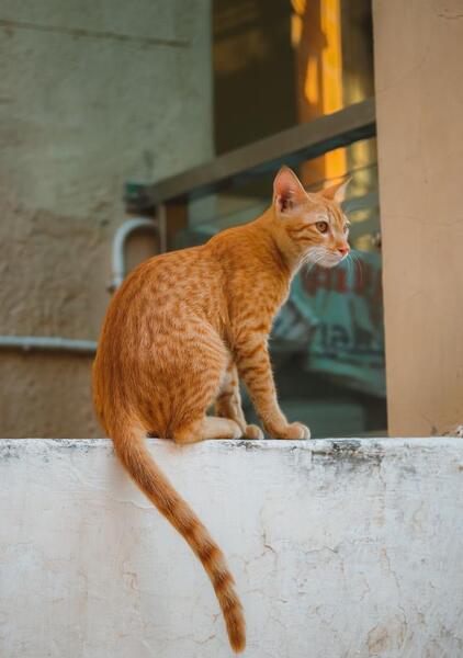 عکس گربه مشکی عصبانی