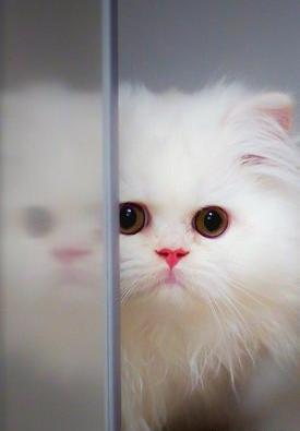 عکس گربه عاشقانه برای تصویر زمینه