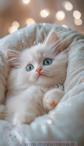 عکس گربه عاشقانه فانتزی