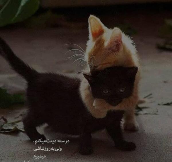 عکس گربه عاشقانه فانتزی
