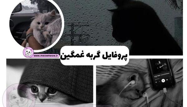 عکس پروف گربه غمگین