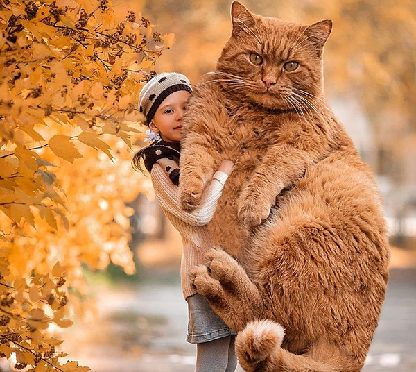 عکس گربه های غول پیکر