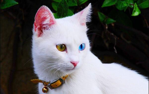 عکس گربه ی غول پیکر