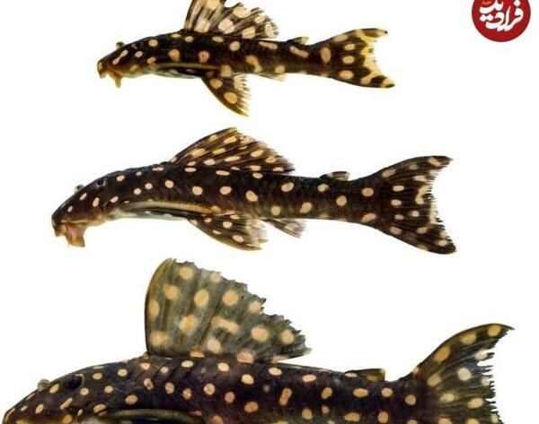عکس گربه ماهی های غول پیکر در رود آمازون