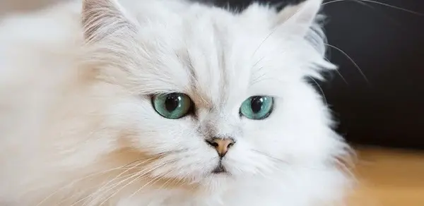 عکس گربه فنجانی سفید