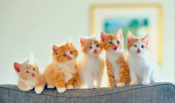 عکس گربه فنجانی سفید