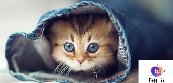 عکس گربه فنجانی سفید