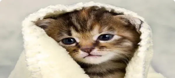 عکس گربه فنجانی سفید